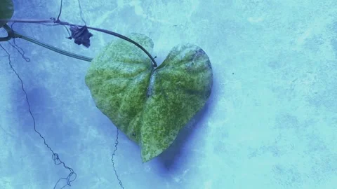 Heart Leaf, Winter Stock Footage 299606853