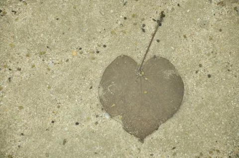 Heart leave Stock Photos
