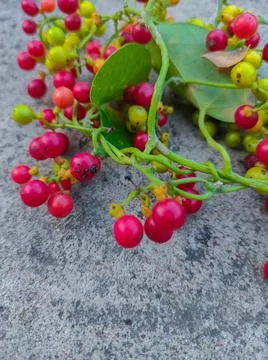 Heart leaved moonseed Amrita Guduchi Giloe Gurcha Tinospora cordifolia Giloy  Stock Photos