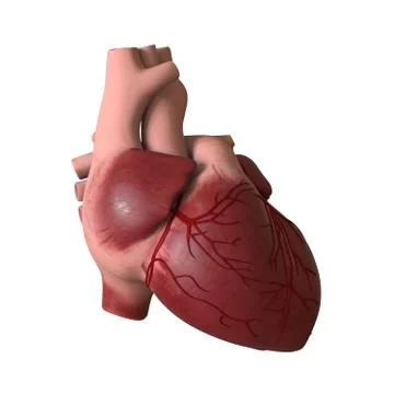 The heart of a man on a white background. Isolate. Stock Illustration