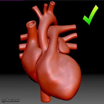 Heart Mesh 3D Model