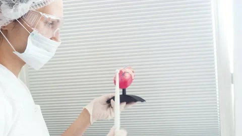 Heart model of the anatomical structure Stock Footage 137807439