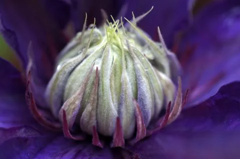 Heart of the multi blue clematis Stock Photos