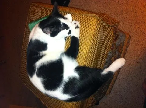 Heart Patch Kitty Stock Photos