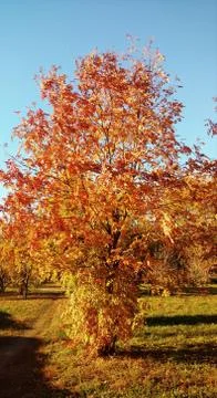 Heart Stock Photos