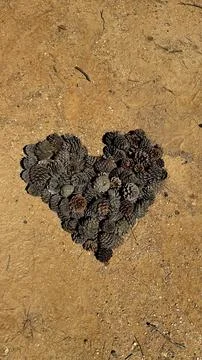 Heart pine cones Stock Photos