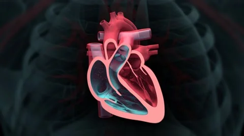 Heart pulse 60bpm - loop Stockbeeldmateriaal 50422132