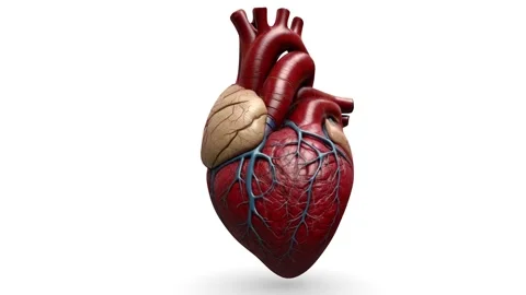 Heart pumping animation Stock Footage 317776433