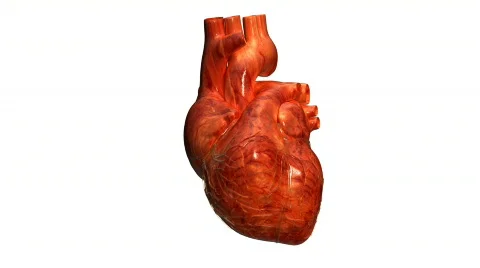 Heart real Stock-Footage 368462