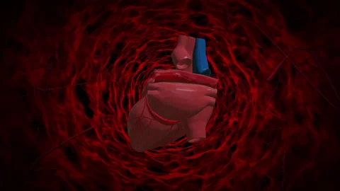 Heart red blood cells loop animation Video stock 146503252