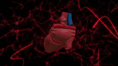 Heart red blood cells loop animation Stock Footage 146503254