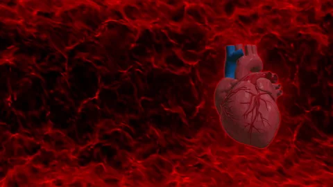 Heart red blood cells loop animation Stock Footage 146503354