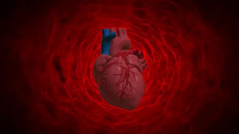 Heart red blood cells loop animation Vídeos de archivo 146503359