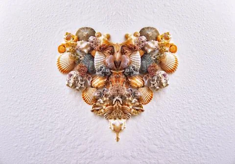 Heart from sea shells on a white background Stock Photos