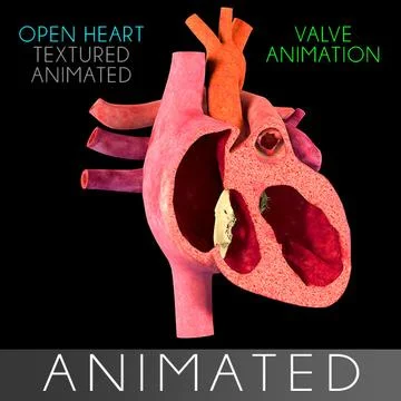 Heart Section Animated interior 3D Model
