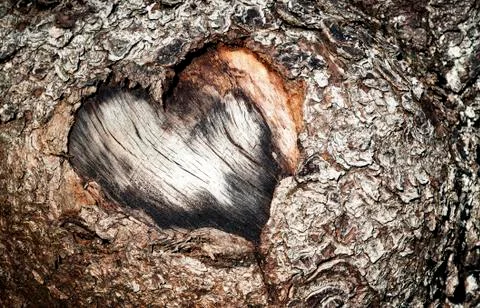 Heart shape in the bark with three Stock Photos