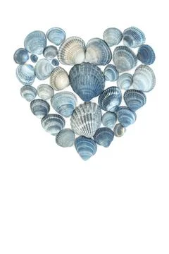 Heart Shape Blue Cockle Shell Romantic Love Design Symbol Stockfoto's