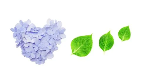 A heart shape of blue hydrangea flower on a white background. Stock Photos