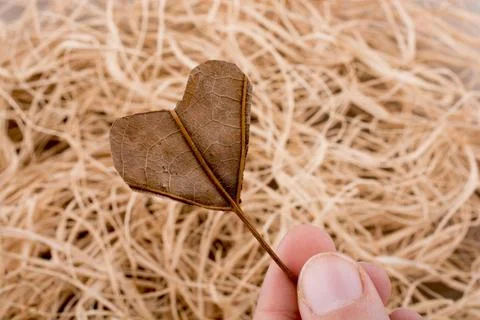 Heart shape cut leaf in hand found on a background full of straws Stock Photos