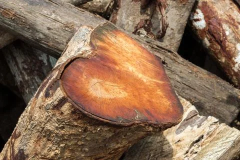 Heart shape cut tree from a forest Stock Photos