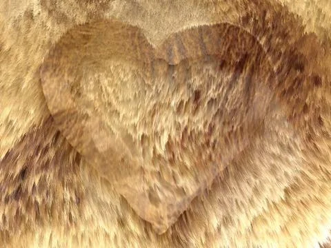 Heart shape on fox fur pattern Stock Photos