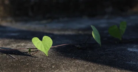 Heart shape of leaf Stock Footage 85094473