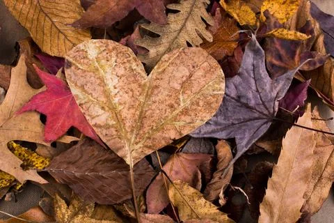 Heart shape leaf found on a background full of leaves Stock Photos
