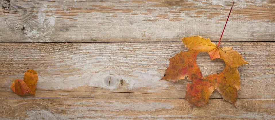 Heart shape of leaf Stock Photos