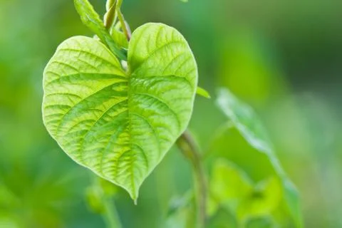 Heart shape leaves Stock Photos