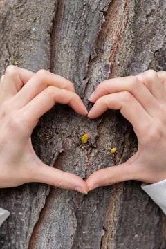 Heart shape made with hands on a small branch born from the trunk of the tree Stockfoto's