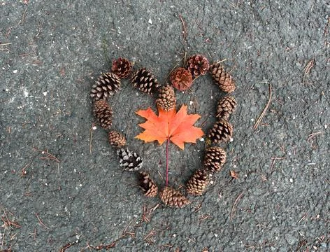 Heart Shape Made of Pine Cones with an Autumn Maple Leaf 스톡 사진