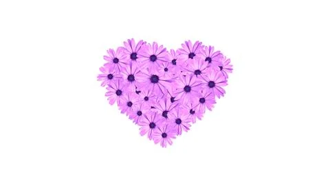 Heart shape made of pink daisies flowers isolated on white background, spri.. Stock Illustration