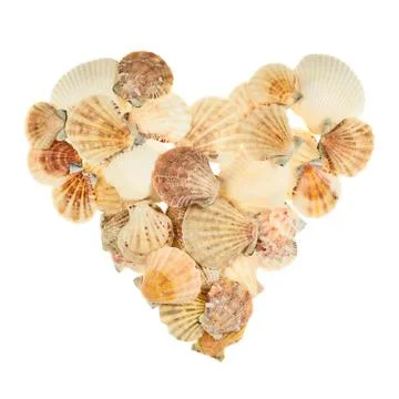 Heart shape made of seashells Stock Photos