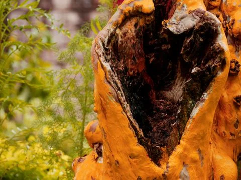 Heart shape pattern presented on tree wood branch at garden background. Stock-Fotos
