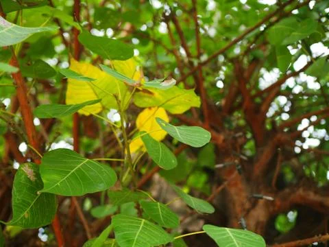 Heart shape "Pho" Buddhist tree shade, foliage 库存照片
