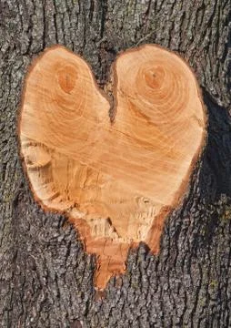 Heart shape in a tree Fotos de archivo