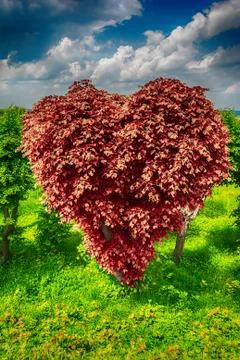 Heart shape tree Stock Photos