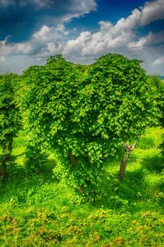 Heart shape tree Stock Photos