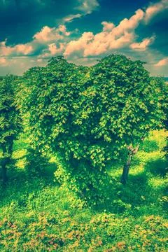 Heart shape tree Stock Photos