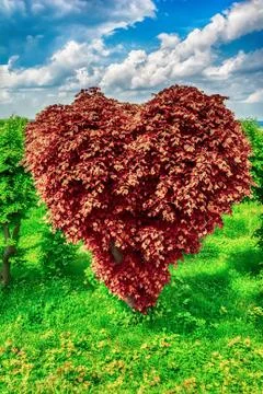 Heart shape tree Stock Photos