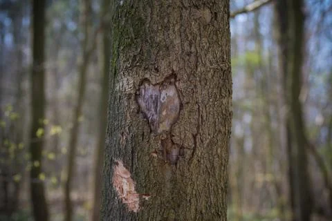 Heart shape in a tree Stock Photos