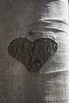 Heart Shape On Tree Trunk Stock Photos