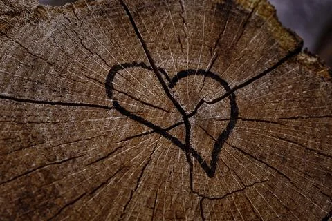 Heart shape on tree trunk 스톡 사진