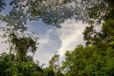 Heart Shape view of sky from tree leaves. Nature background. Foto stock