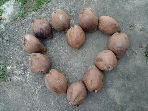 Heart shape weathered brown coconuts on the concrete floor Stock Photos