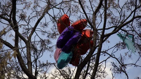 Heart shaped balloons on tree Stock Footage 102767225