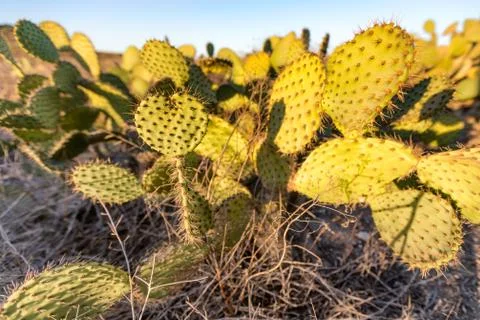 Heart Shaped Cactus Stock Photos