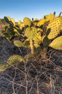 Heart Shaped Cactus Stock Photos