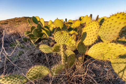 Heart shaped cactus Stock Photos