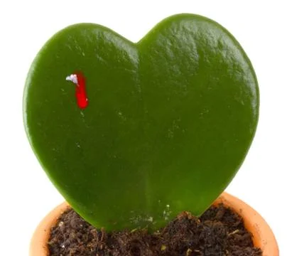 Heart shaped cactus while bleeds Stock Photos